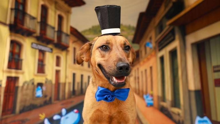 En las Fiestas de Quito, perritos vestidos de chullas están listos para ser adoptados