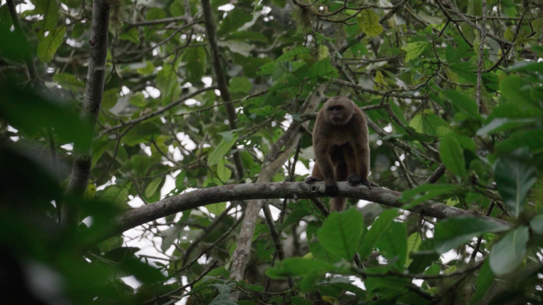 $!Todas las poblaciones de monos en la costa ecuatoriana están consideradas como especies amenazadas o en peligro crítico de extinción.