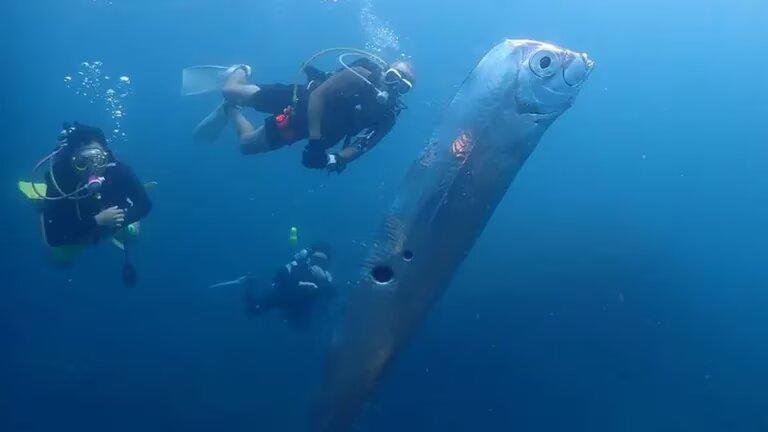 VIDEO: Un extraño avistamiento del pez del fin del mundo fue grabado en las costas de Taiwán