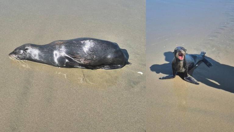 Lobos marinos de Galápagos aparecen en playas de Esmeraldas y Ministerio activa protocolo ambiental