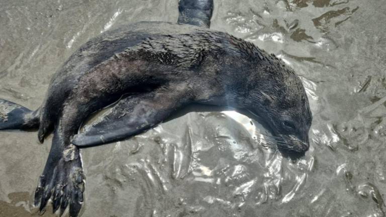 $!Fotografía de lobo marino de Galápagos en playa de Esmeraldas.