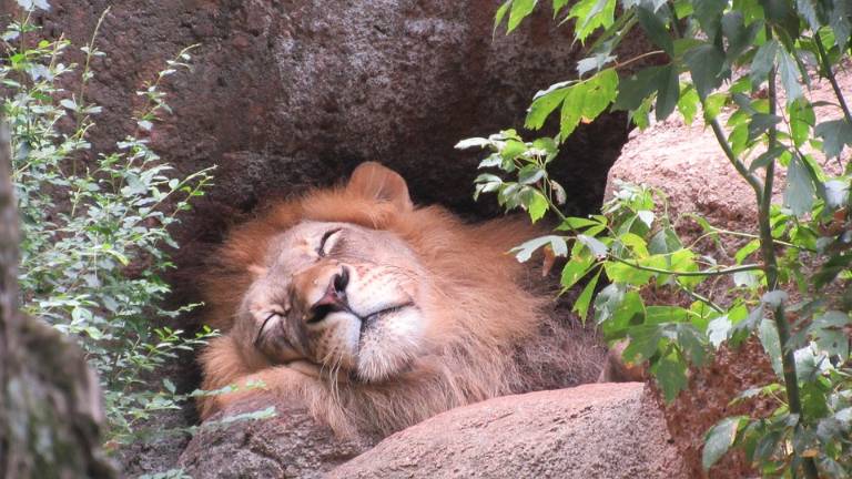 Video de un cazador que mata a un león dormido causa polémica