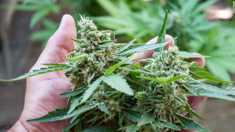 Arcsa emite normativa para regular productos con cannabis