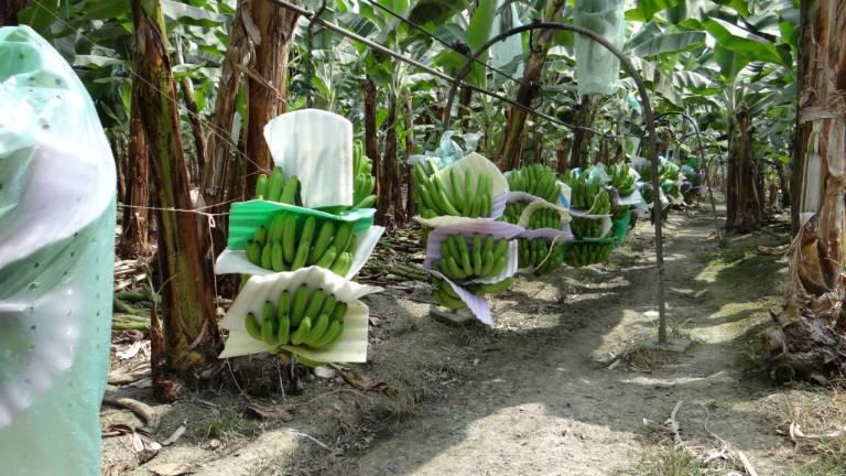 Ecuador alista protocolo de emergencia por si llega el hongo Fusarium Raza 4