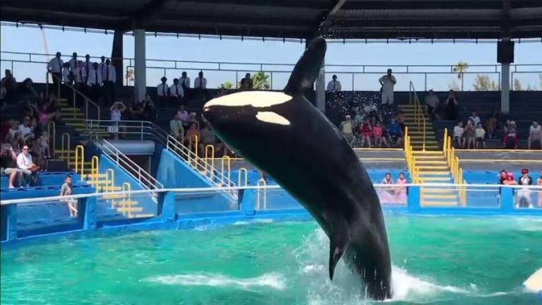 La orca Lolita volverá a las aguas que la vieron nacer tras pasar más de 50 años en cautiverio