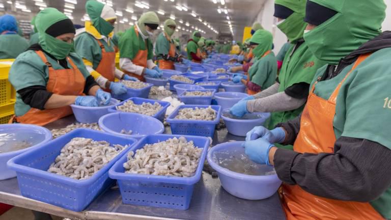 $!Arancel del 10% para exportaciones ecuatorianas hacia Estados Unidos podría dificultar el crecimiento de la economía del Ecuador.