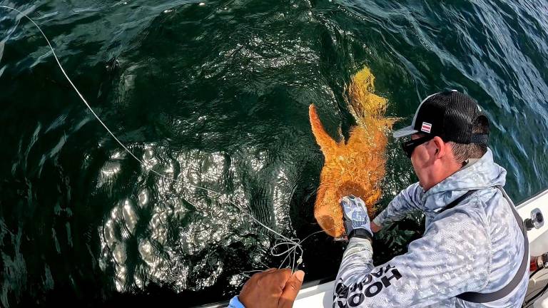 $!Esta apariencia corresponde a una condición genética denominada xantismo o xantocromismo.