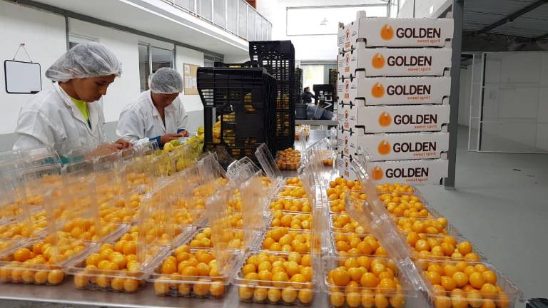 $!Golden Sweet Spirit produce más de 1.000 toneladas de uvilla anuales.