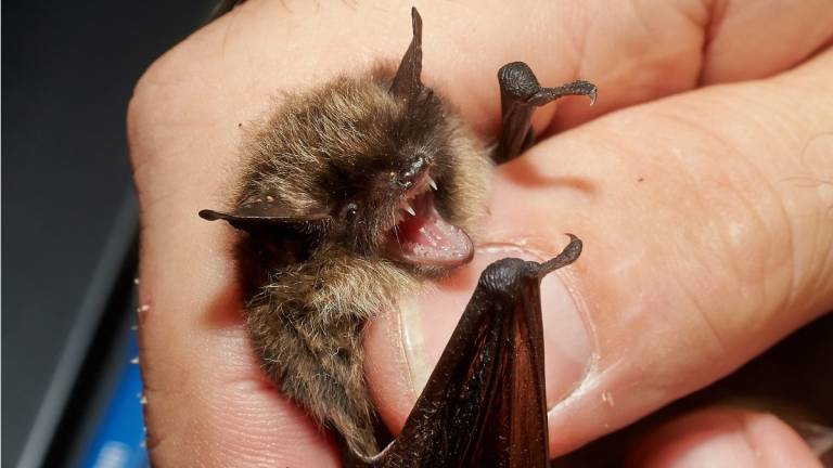 Encuentran murciélagos en Tailandia con un nuevo tipo de COVID
