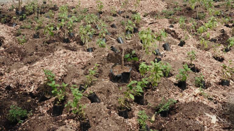 $!Flora nativa sembrada en el que se convertirá en el primer bosque urbano nativo de Guayaquil, situado en el sector de Sauces.