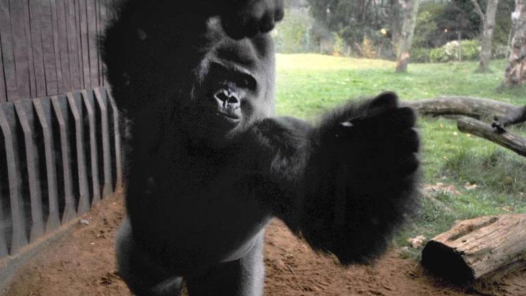 El momento en el que un gorila rompió su jaula y escapó de un zoológico de Londres