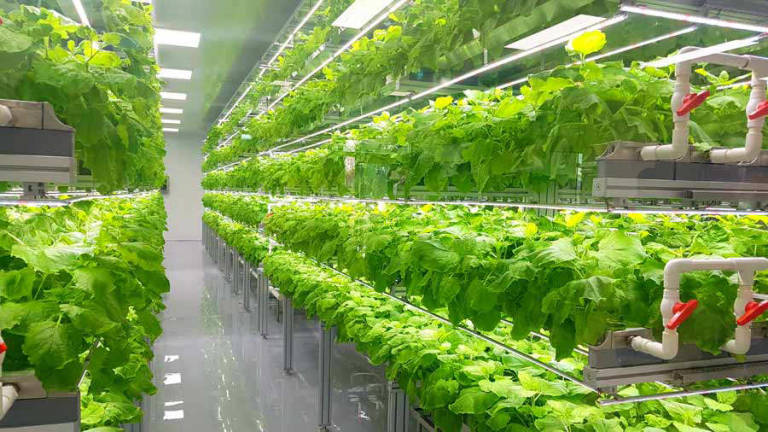 Fincas verticales una opción eficiente ante la crisis climática