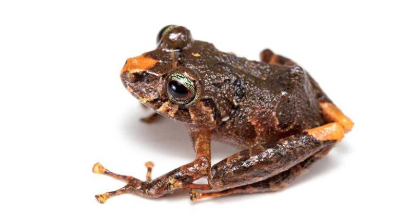 Investigadores descubren seis nuevas especies de ranas en Ecuador