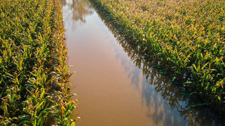 Fenómeno de El Niño podría poner en riesgo la seguridad alimentaria en América Latina