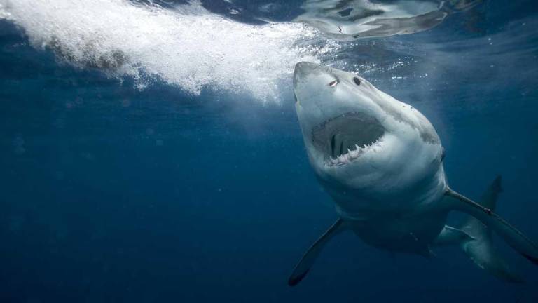 Turista italiano muere atacado por un tiburón en Colombia