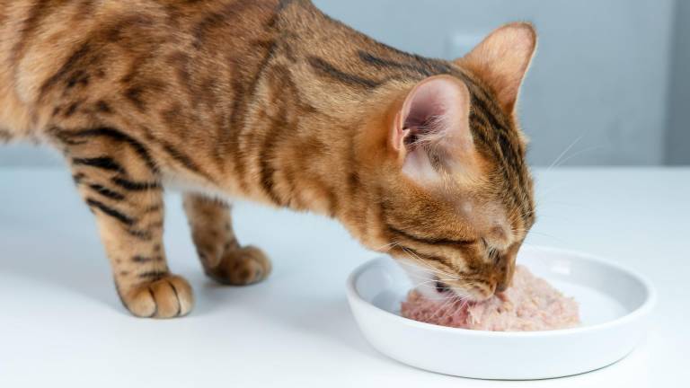 $!¿Qué es el alimento húmedo para felinos y en qué cantidad se recomienda?