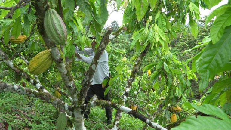 Fenómeno de El Niño definirá el futuro del precio y de la cosecha del cacao a nivel global y en Ecuador