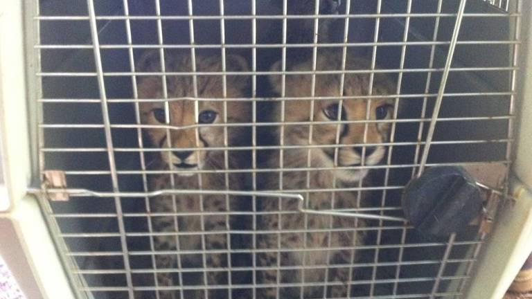 $!Para denunciar maltrato animal se puede llamar directamente al 911 o a la Secretaría de Ambiente, al 3952300 ext. 24131.