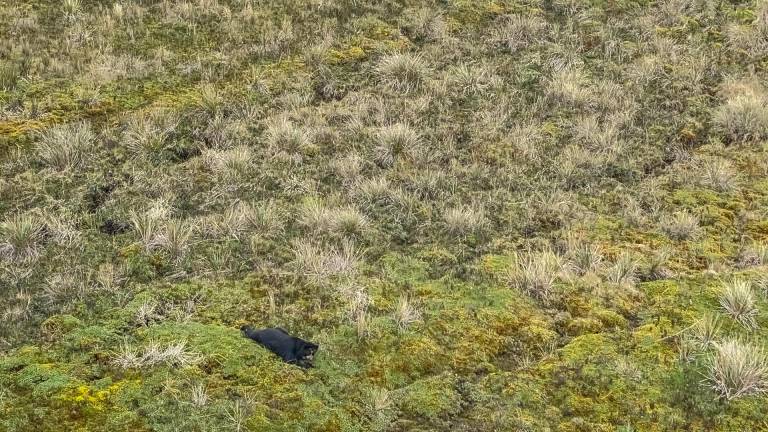 $!Fotografía cedida por el Parque Nacional Cayambe Coca de la liberación del oso de anteojos Tupak, el pasado 31 de marzo, en la reserva Parque Nacional Cayambe Coca.