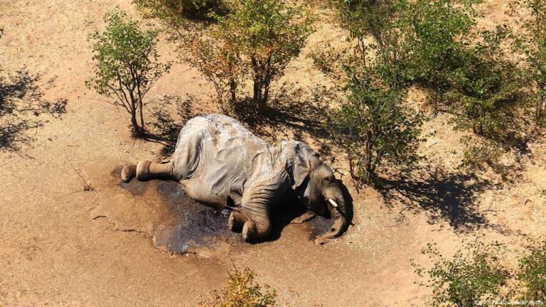Encuentran respuesta al misterio de la muerte de cientos de elefantes en Botsuana
