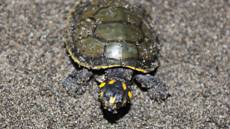Nacen 77 tortugas charapa &#039;vulnerables&#039; en el Parque Nacional Yasuní