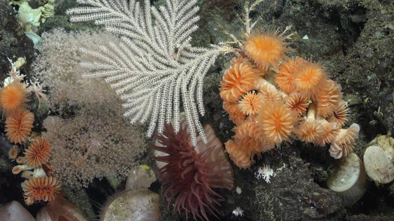 $!Fotografía cedida hoy por el Instituto Oceánico Schmidt que muestra un arrecife de coral en aguas profundas junto a las Islas Galápagos (Ecuador).