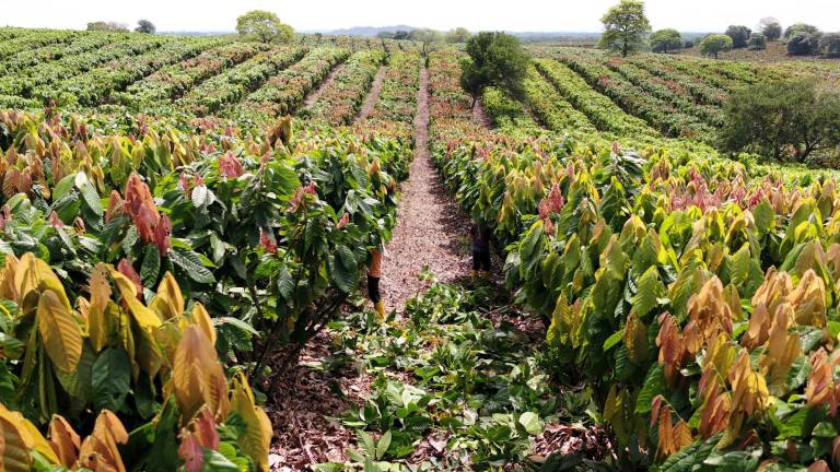 $!El Smart Nutrition Program puesto en marcha en la finca La Chola logró reducir el 50% del uso de fertilizantes y 18% de la huella de carbono.