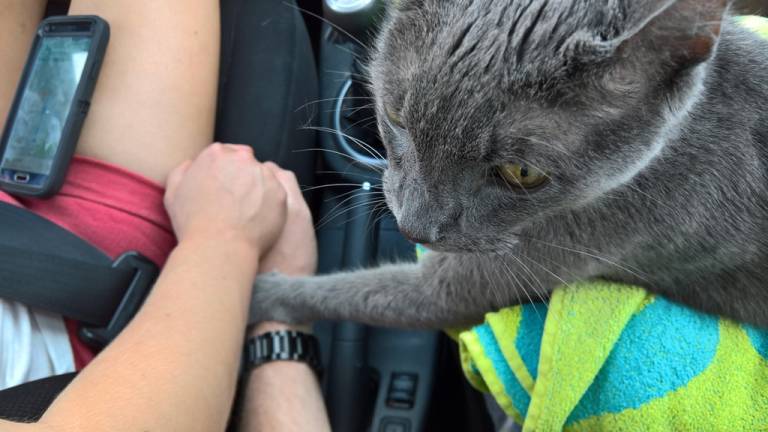 Este gato enfermo le da la pata a su dueño en su última visita al veterinario