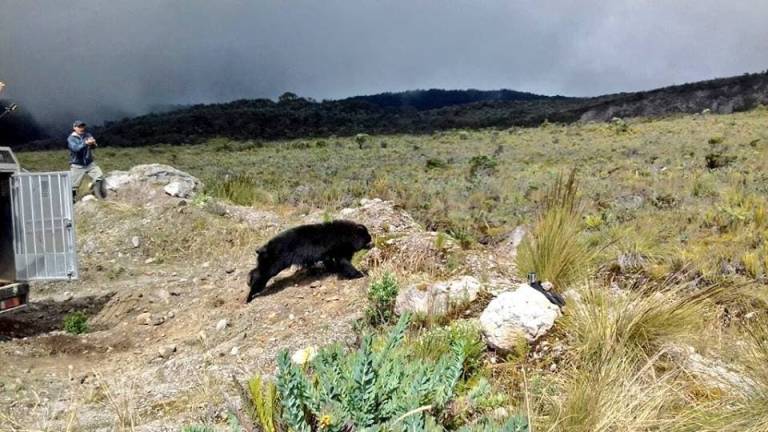 Una osa de anteojos regresa a su hábitat luego de 3 años