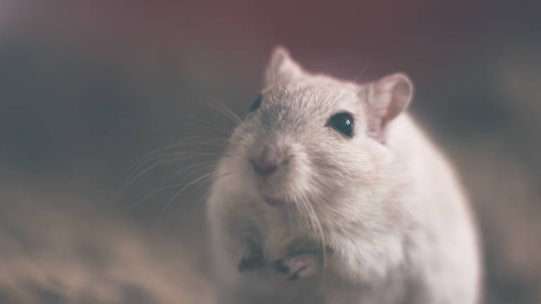 Ratones macho pueden reproducirse después de viajar al espacio