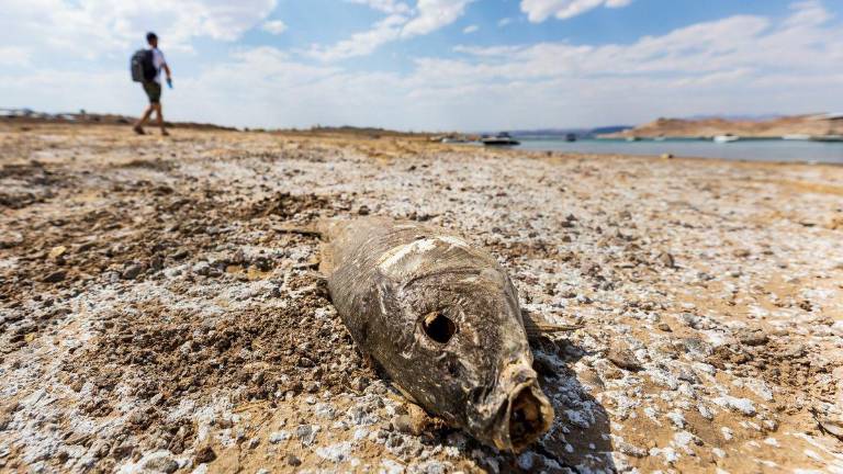 Consumir un pescado de agua dulce de las costas de EEUU equivale a beber agua contaminada durante un mes