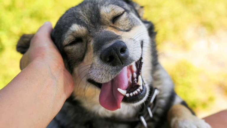 Los perros “lloran” cuando experimentan emociones positivas, según un estudio