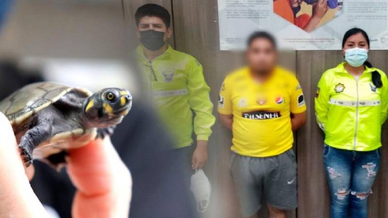 En Quito detienen a ciudadano por tenencia ilegal de 16 tortugas