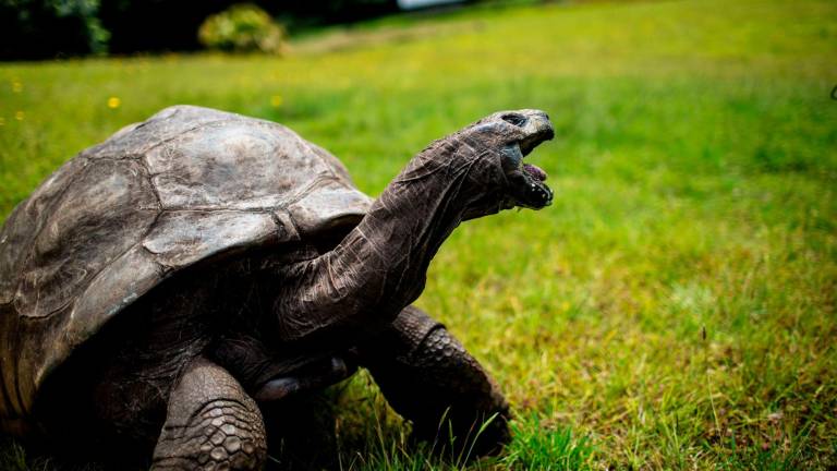 La tortuga Jonathan nació poco después de la muerte de Napoleón, en 1821.