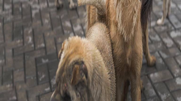 $!Perros en un refugio a la espera de encontrar un hogar.