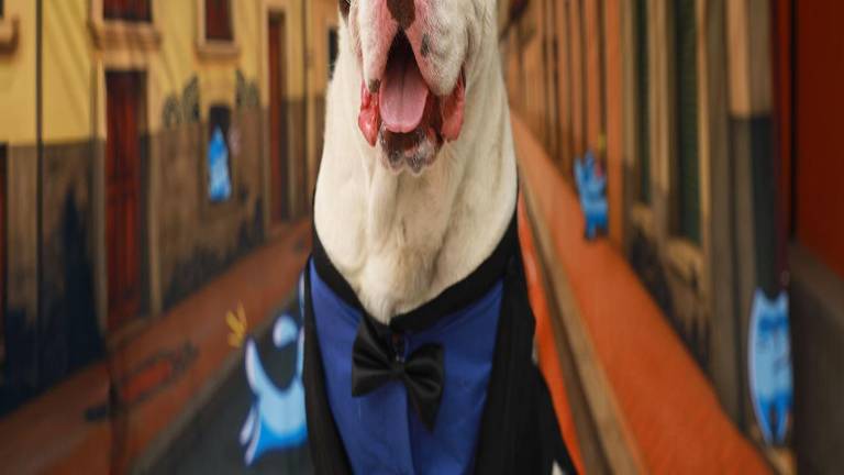 $!Los protagonistas de esta galería han sido rescatados de casos de abandono, encadenamiento, intento de envenenamiento o acumulación de animales.