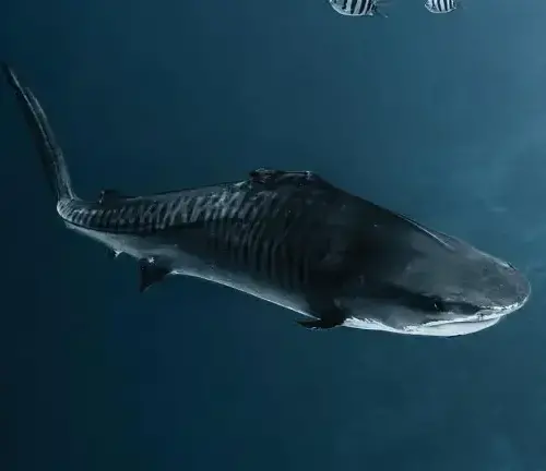 VIDEO | La increíble historia de Fin y otras noticias ambientales que debes conocer