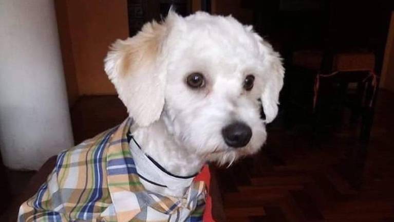 Luno, el perro retenido en Madrid, regresó a Ecuador tras nueve meses de encierro y un periplo legal
