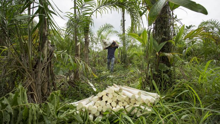 Corea del Sur, un buen mercado para las exportaciones agroalimentarias de Ecuador