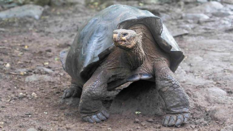 Las tortugas gigantes de Galápagos en peligro crítico están ingiriendo plástico; se advierten efectos negativos