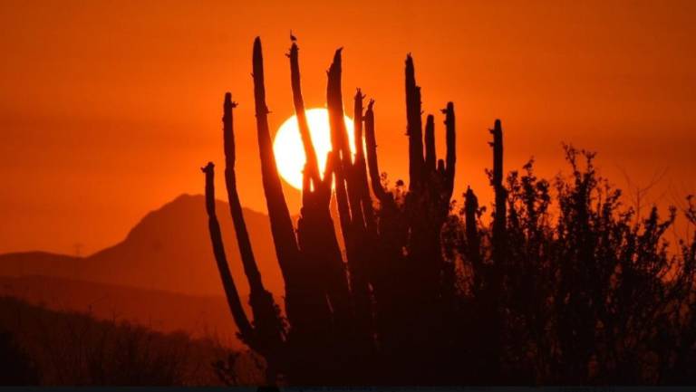 $!El desierto de sonora registra altas temperaturas que dificulta la búsqueda de inmigrantes.