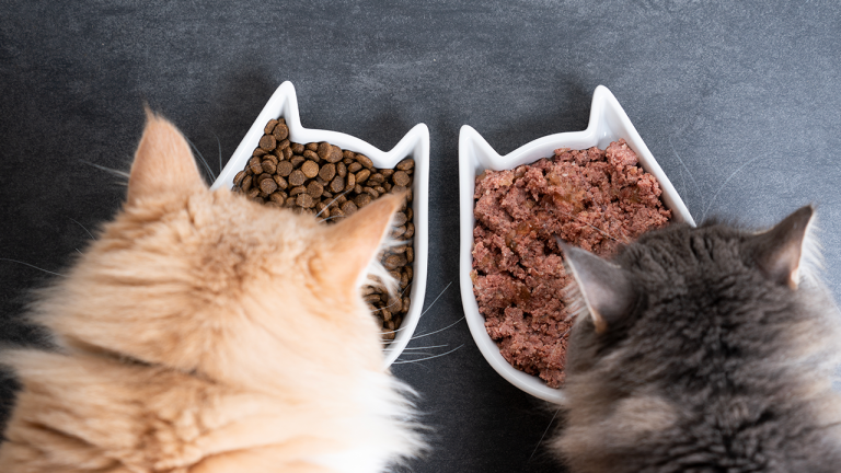 ¿Qué es el alimento húmedo para felinos y en qué cantidad se recomienda?