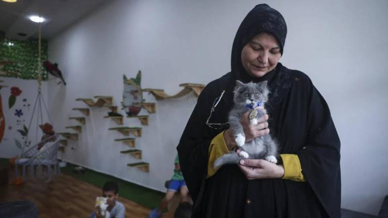 Café con gatos, una iniciativa para brindar un momento de paz a los afectados de Gaza