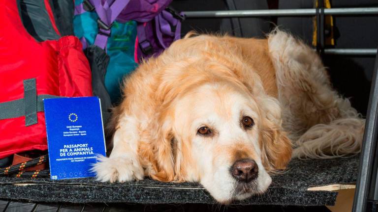 ¿Qué debes saber para sacar el pasaporte de tu mascota?