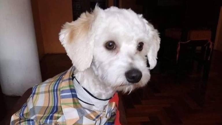 Luno: el perro ecuatoriano detenido en el aeropuerto de Madrid que corre peligro de muerte