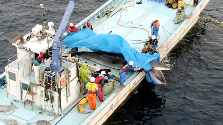 Pescadores japoneses mataron cruelmente a una ballena para despedazar y vender su cuerpo