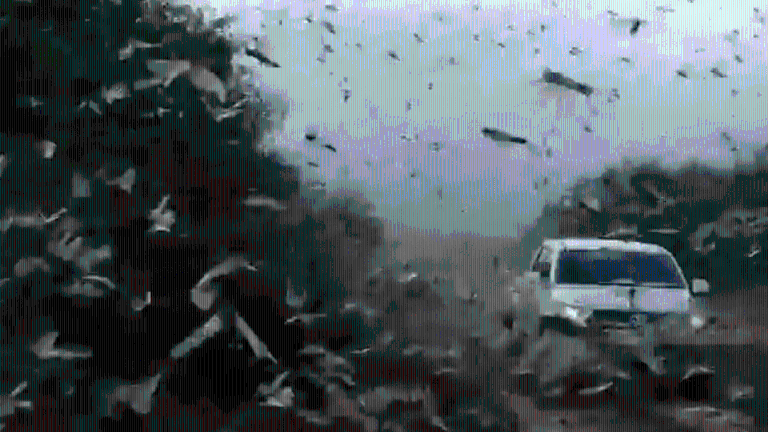 Plaga de langostas llega a América: en Argentina su control es "complejo" y Brasil declara emergencia