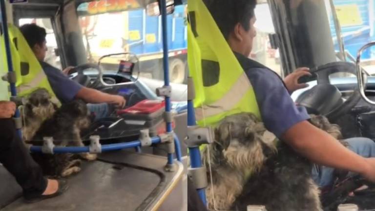Chofer de autobús se vuelve viral al ser captado trabajando junto a sus perros
