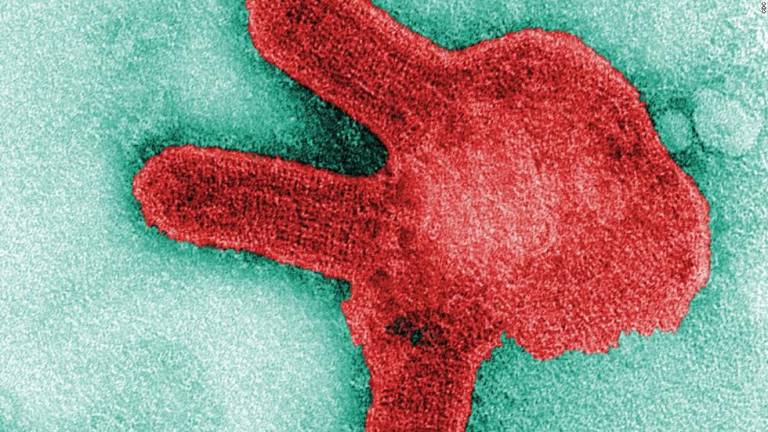 ¿Qué es el virus de Marburgo, una enfermedad mortal transmitida por murciélagos?