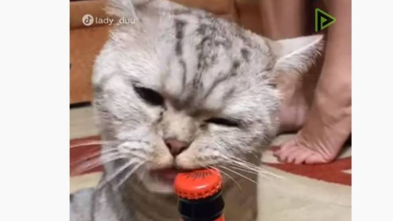 Un gato aprendió a destapar una botella de cerveza